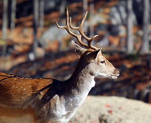 Image showing Fallow Deer (Dama dama)