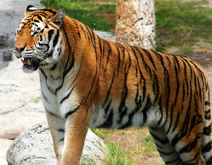 Image showing Tiger