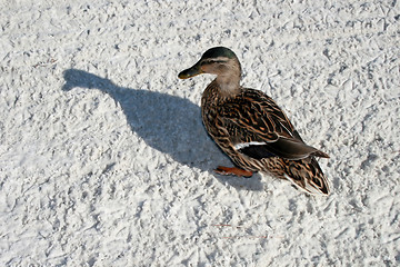 Image showing Duck and Shadow