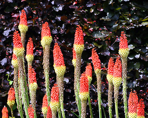 Image showing Long Flowers