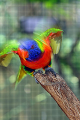 Image showing Bird ready to fly