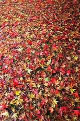 Image showing Fall Leaves