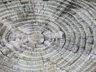 Image showing Rings Of A Trunk