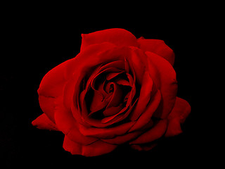 Image showing rose