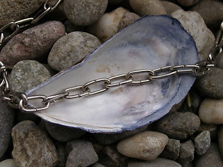 Image showing mussel