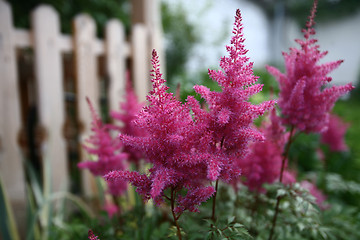 Image showing White fence and pink flowers