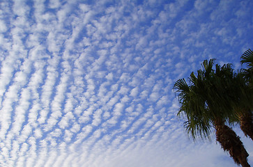 Image showing Unusual Clouds And Tree