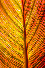 Image showing Red brown leaf texture