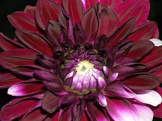 Image showing dahlia