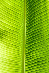 Image showing Green leaf texture