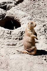 Image showing Prairie dog next to burrow