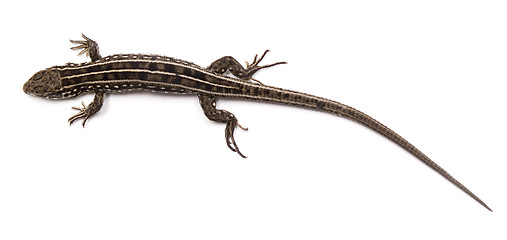 Image showing lizard