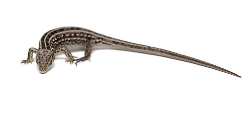 Image showing lizard