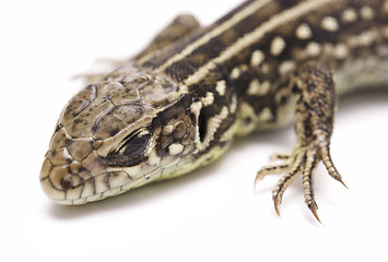 Image showing lizard