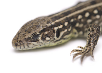 Image showing lizard