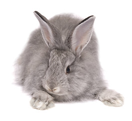 Image showing grey rabbit