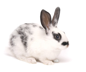 Image showing rabbit