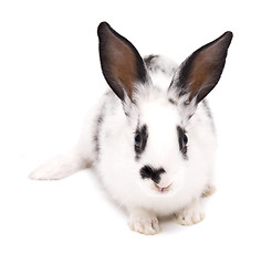 Image showing rabbit