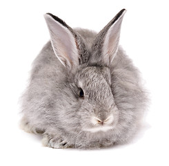 Image showing rabbit