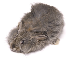 Image showing funny rabbit