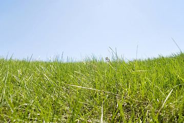 Image showing green grass