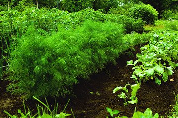 Image showing vegetables