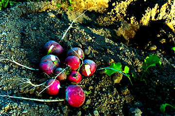 Image showing radishes