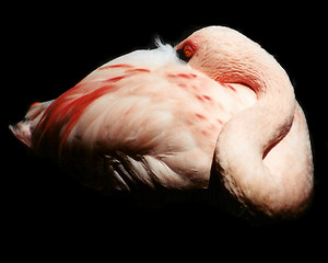 Image showing The Disappearing Flamingo