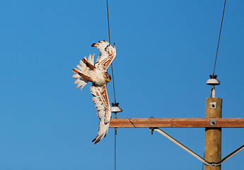 Image showing Power Line Collision