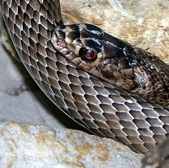 Image showing Snake