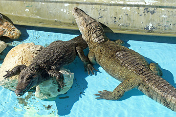 Image showing Alligators