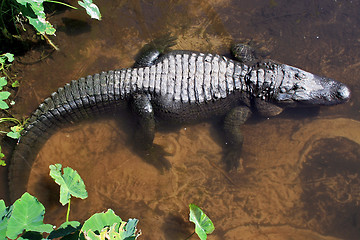 Image showing Alligator