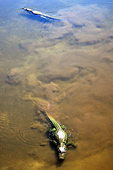 Image showing Alligators