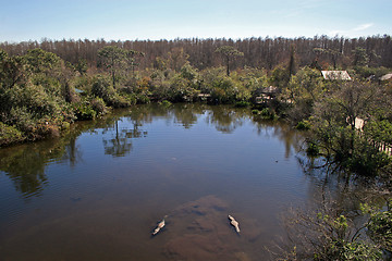 Image showing Alligators