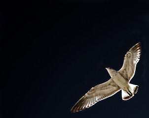 Image showing Seagull in the Darkness