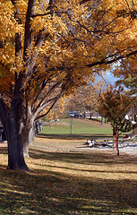 Image showing Tree and a Park