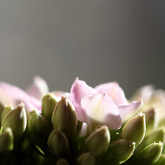 Image showing Beautiful wild flower.