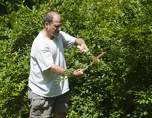 Image showing man trimminf bush with shears at suburban house