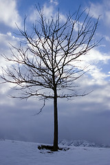 Image showing Close up on a Tree in Winter