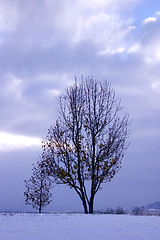Image showing Trees under the Clouds