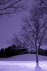 Image showing Light Post behind the Tree, Winter Scene