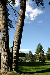 Image showing Park and the Tree