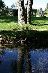 Image showing Park and the Tree