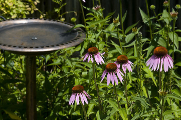 Image showing Cornflowers And Birdbath