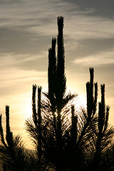 Image showing Sun Behind the Cactus - Silhouette