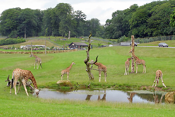 Image showing Giraffes Safari Park