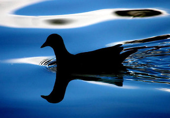 Image showing Bird Silhouette