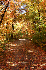 Image showing Down the Fall Path