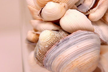 Image showing Seashells in the Glass