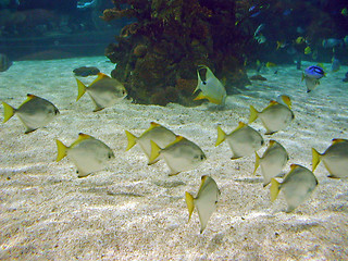 Image showing Tropical fish shoal